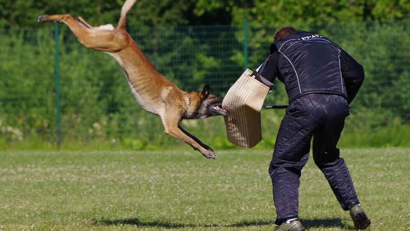 Sécurité : des chiens policiers et des mesures de travail non rémunéré