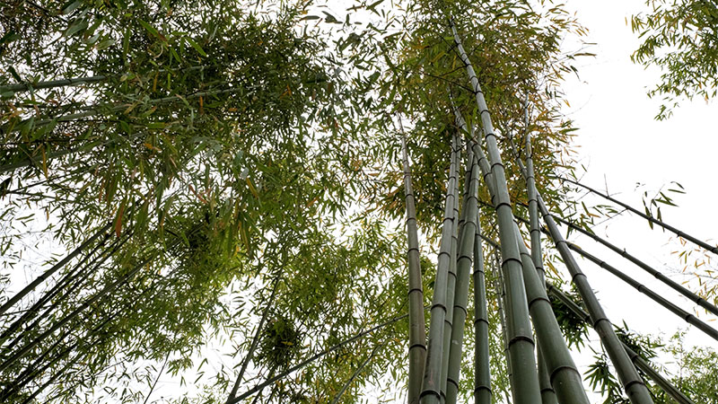« 250 bambous de 15 m de haut, de trois espèces différentes, ont été prélevés dans le parc de la Gaudinière et au cimetière-parc. On a aménagé cette bambouseraie près de l’enceinte extérieure. Avec les carrelages restant de la brasserie, les murs envahis par le lierre, on a un peu une ambiance bagne de Cayenne ! »