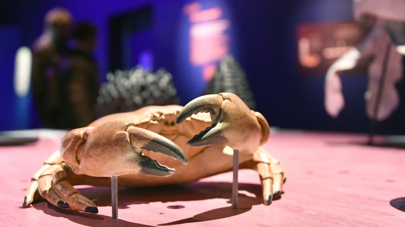 Océan, une plongée insolite, exposition au Muséum d'histoire naturelle de Nantes (© Rodolphe Delaroque)