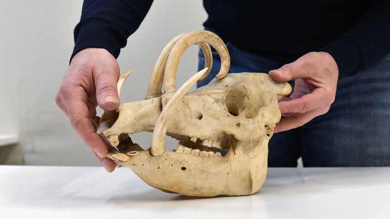 2 crâne babiroussa © Rodolphe Delaroque.jpg