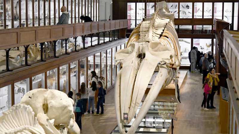 L’équipe retenue devra proposer un réaménagement du Muséum sans créer d’extension © Rodolphe Delaroque.