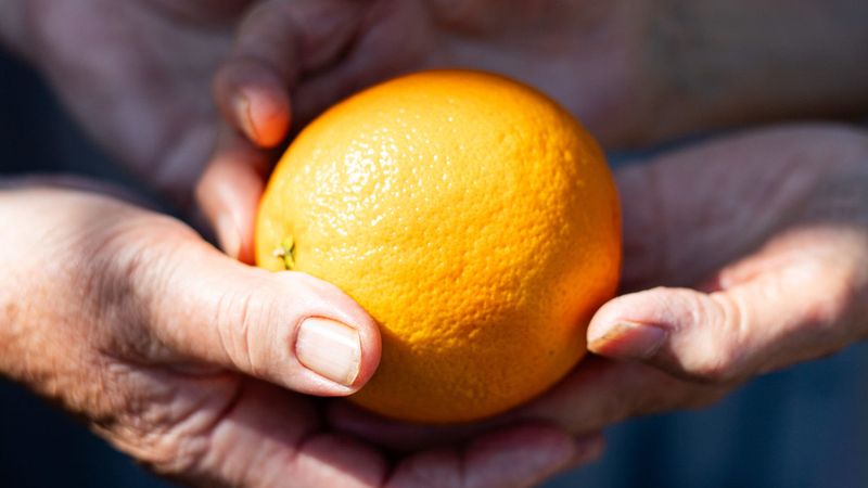 Transbordeuses-oranges-©-Marjorie-Gosset_800.jpg