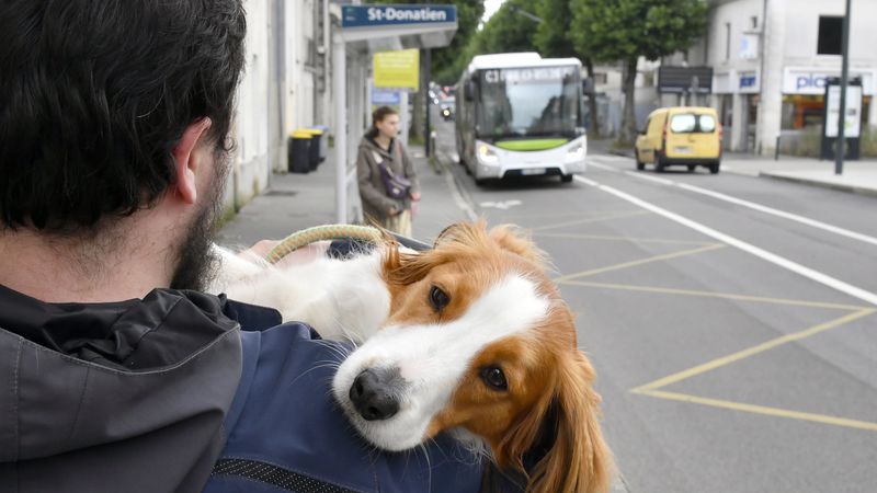 Les chiens de plus de 6 kg (hors chiens guides ou professionnels du gardiennage) ne sont pas autorisés à bord des bus et tramways. © Rodolphe Delaroque