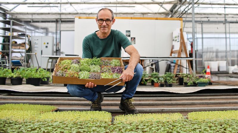 Les petites pousses, savoureuses et riches en nutriments, de Gérald Cartaud, exploitant de la ferme Good Pousse, pimentent les assiettes des 14 000 écoliers nantais. © Romain Boulanger