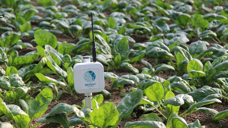 Les capteurs développés par la start-up nantaise Weenat permettent aux cultivateurs de suivre, en temps réel sur leur smartphone, les conditions météorologiques et agronomiques afin d’irriguer juste ce qu’il faut.  © Weenat