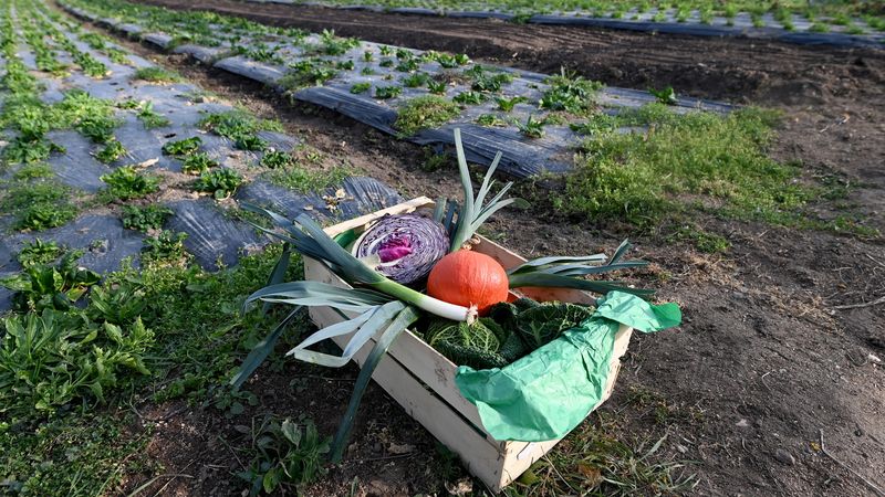 Face à la crise alimentaire, Nantes Métropole veut expérimenter, au niveau local, ce que pourrait être demain une « Sécurité sociale alimentaire » permettant l’accès à des produits frais et de qualité. © Marc Roger