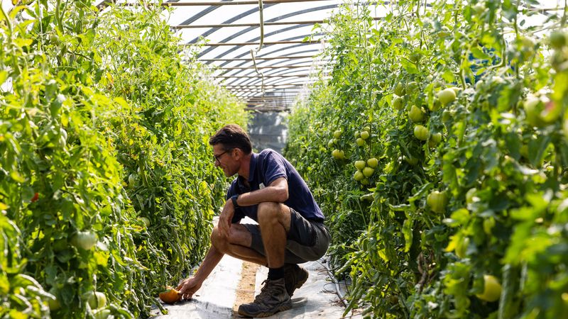 La future ferme d’urbaine des Dervallières sera exploitée par Océan. L’association produit chaque année 25 tonnes de légumes bio sur son atelier d’insertion maraîchage à Couëron. © Jean-Félix Fayolle