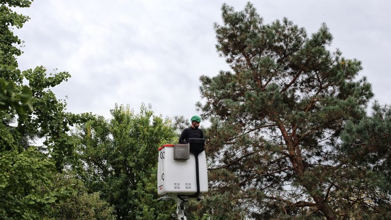 Chaque jour à 14h30, les élagueurs-grimpeurs de la direction Nature et jardins se hissent à la cime des arbres pour collecter les graines. © Romain Boulanger