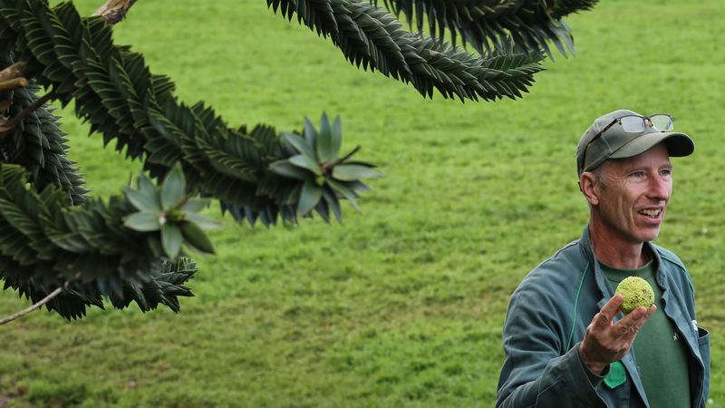 L’objectif est de récolter les graines des plus beaux arbres de la Cité des ducs. Ici au parc du Grand-Blottereau. © Romain Boulanger