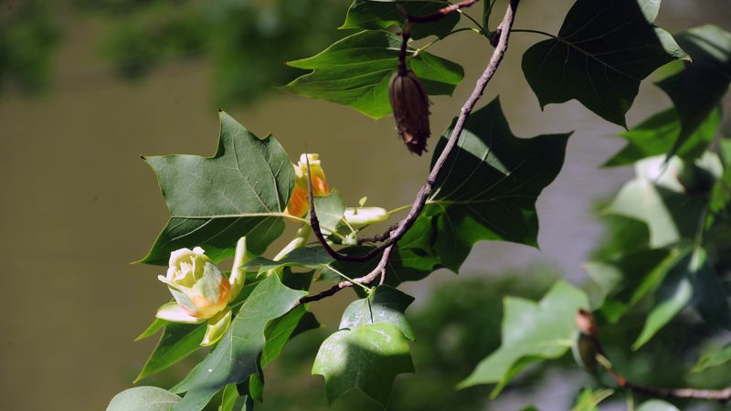 Lentes à se dévoiler – l’arbre ne fleurit que vers l’âge de 25-30 ans -, les fleurs du tulipier de Virginie évoquent la tulipe (d’où son nom) et dégagent un léger parfum, qui se répand dans les parcs au printemps. © Rodolphe Delaroque