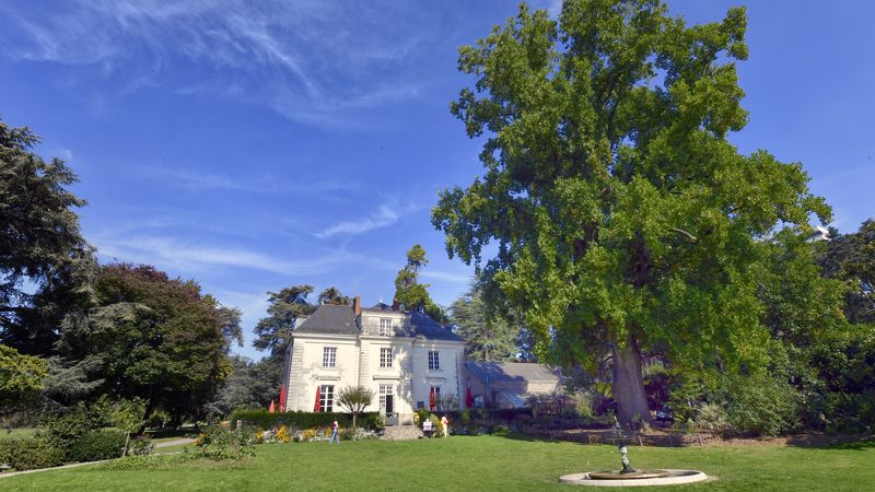 Haut de 38 m, le tulipier du parc de Procé est entré, samedi 12 octobre 2024, dans le cercle très restreint des Arbres remarquables de France, un label décerné depuis l’an 2000 aux arbres français aux caractéristiques extraordinaires, par l’association A.R.B.R.E.S. © Rodolphe Delaroque