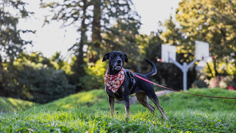 80 des 118 parcs, squares et jardins de Nantes sont ouverts aux chiens, tenus en laisse. © Garance Wester