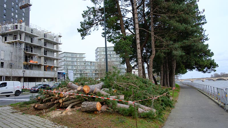 Dimanche 2 février 2020, un pin de 15 mètres s’est couché sur la piste cyclable qui longe la Loire, boulevard de Sarrebrück à Malakoff.
