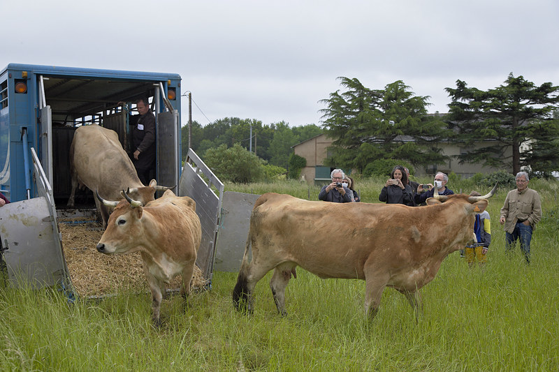 9 vaches nantaises et 5 veaux sont arrivés le 22 mai pour pâturer et entretenir les prairies bocagères du Bois des Anses, en attendant l’aménagement du quartier Doulon-Gohards et l’installation des premières fermes. Crédit : G. Satre / Nantes Métropole Aménagement