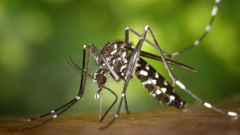 Le moustique tigre peut transmettre des maladies dont la dengue, le chikungunia , le virus zika © DR