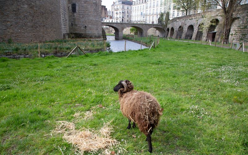 Deux moutons d'Ouessant - Caramel et Nougat - ont pris leurs quartiers vendredi 1er avril dans les douves du château pour tondre naturellement la prairie pâturée mise en place dans le cadre des oasis de biodiversité. © Garance Wester