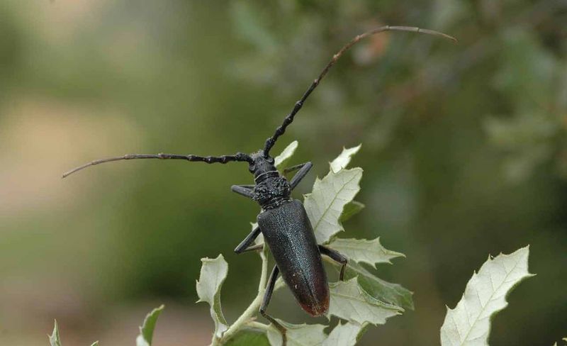 Le capricorne du chêne © J. Touroult  - Muséum nationale d’histoire naturelle