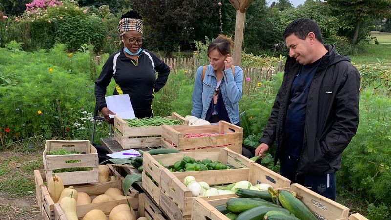 Chaque semaine au potager de la Crapaudine à Nantes Sud, environ 180 kilos de légumes sont récoltés pour être distribués à des familles du quartier ayant peu de moyens.