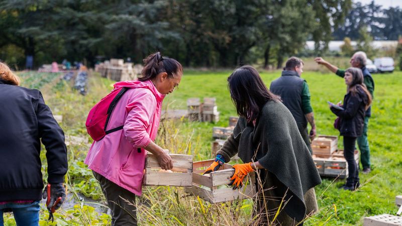 A l’occasion de la Fête des récoltes, 200 jardiniers bénévoles et habitants bénéficiaires ont récolté 1,5 tonnes de courges et 500 kg de choux, les 2 et 3 octobre au Grand-Blottereau.  © Garance Wester