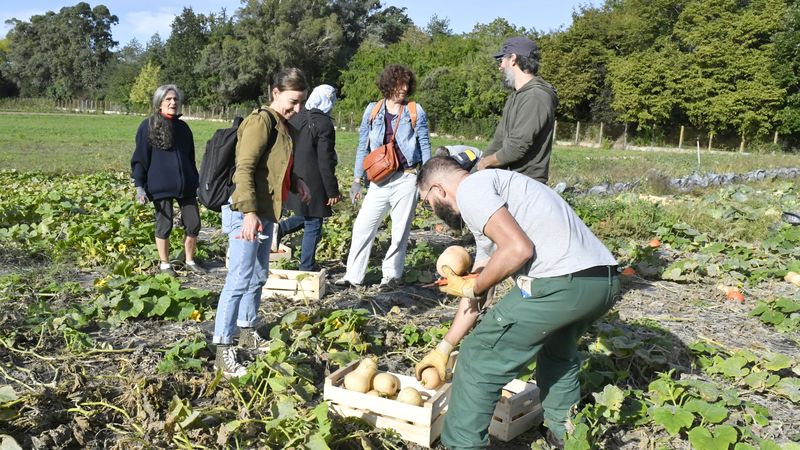 19 tonnes de légumes sont récoltées chaque année grâce à ces potagers solidaires. Ils sont ensuite distribués sous forme de paniers à 1000 foyers nantais en situation de précarité alimentaire. © Rodolphe Delaroque