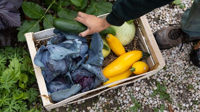En 2020, la première édition de « paysages nourriciers » avait permis de récolter 22 tonnes de légumes frais distribués à 2500 foyers nantais en grande précarité.