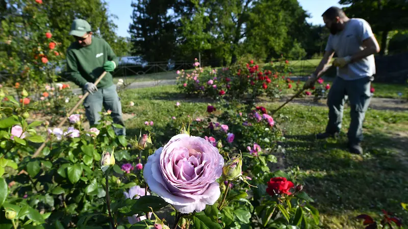 Les jardiniers ont beaucoup travaillé dans la roseraie ces dernières semaines pour que les roses soient bien visibles et mises en valeur. ©Marc Roger