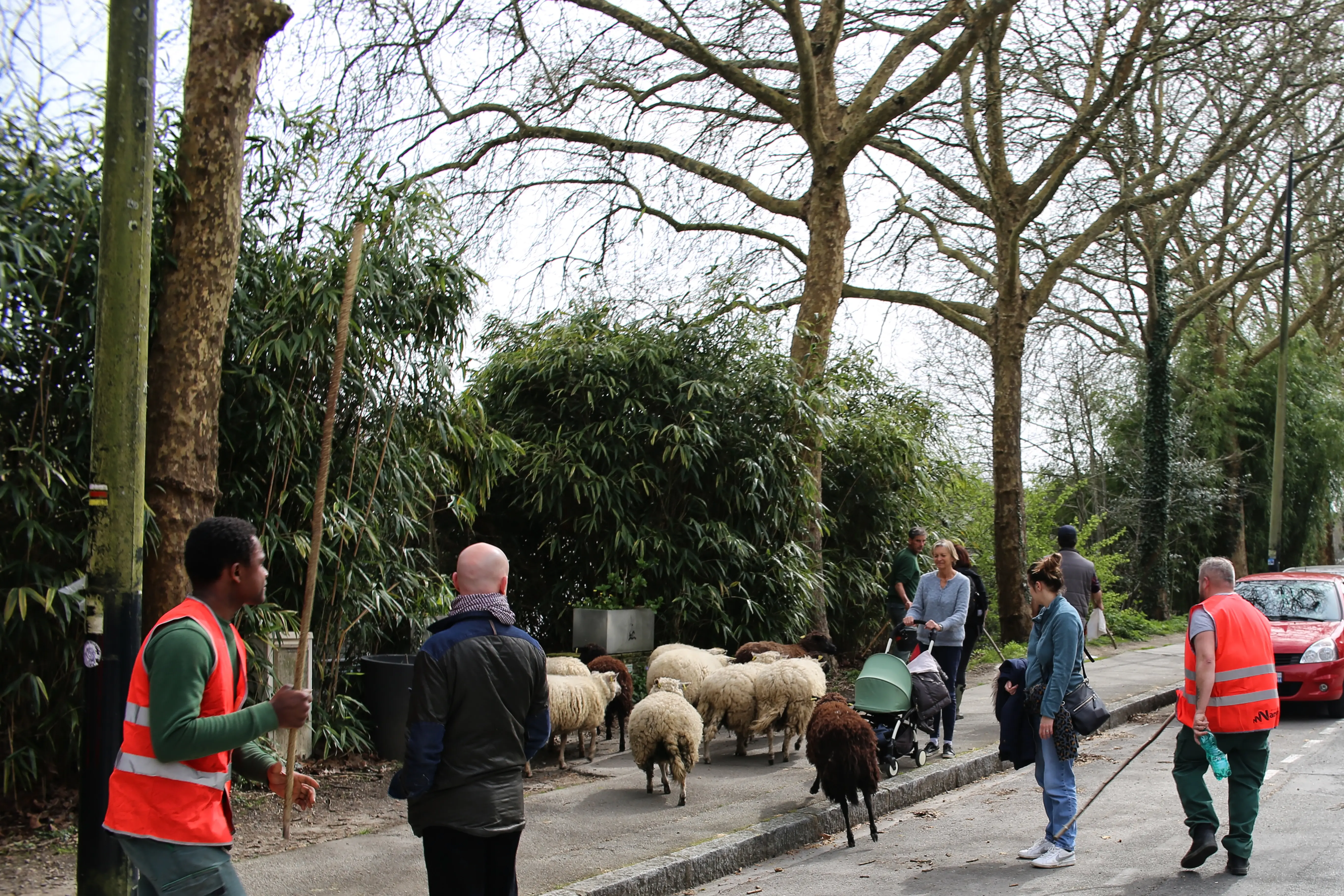 La bergère avait sensibilisé les moutons au printemps dernier aux passages des voitures, des poussettes, des vélos... © Romain Boulanger