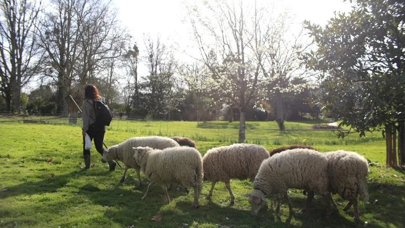 Conduit par sa bergère, le troupeau a fait sa première transhumance le 14 mars pour rejoindre le parc floral de la Beaujoire. © Romain Boulanger pour la Ville de Nantes