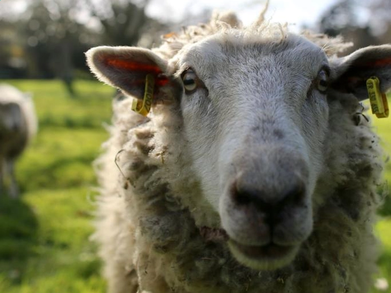 Les 11 moutons de Belle-île vont rester quelques semaines à pâturer avant de reprendre leur transhumance. © Romain Boulanger