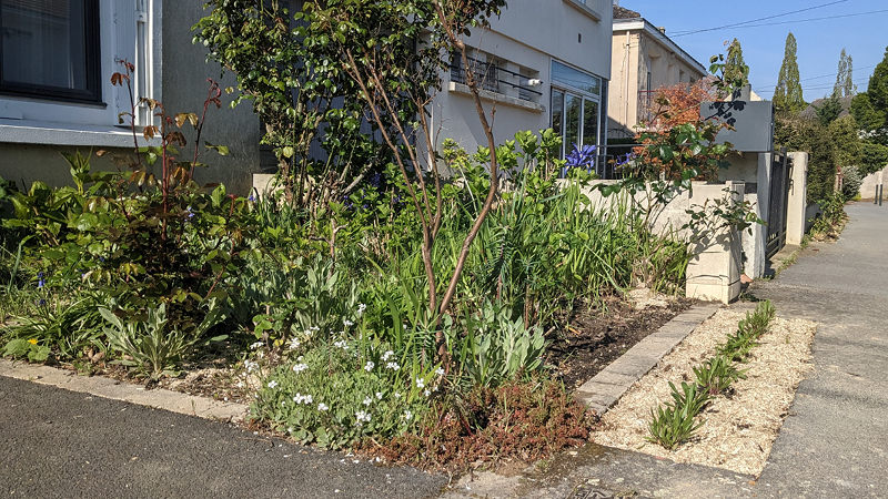 exemple de jardin de pluie