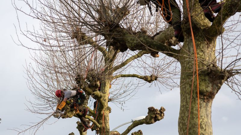 Chaque année, sur les 150 000 arbres qui se trouvent dans les rues et parcs nantais, 100 à 150 doivent être abattus, parce qu’ils sont malades, impactés par des travaux, fragilisés ou tombés lors de tempêtes. © Patrick Garçon