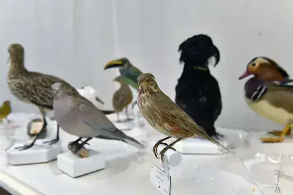 image Trésors & biodiversité s’exposent au Museum
