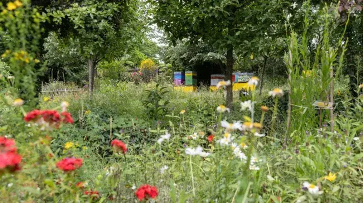 Des fleurs et des ruches dans le jardin de la Maison de l'apiculture.