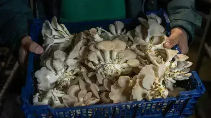 Une cagette de champignons.