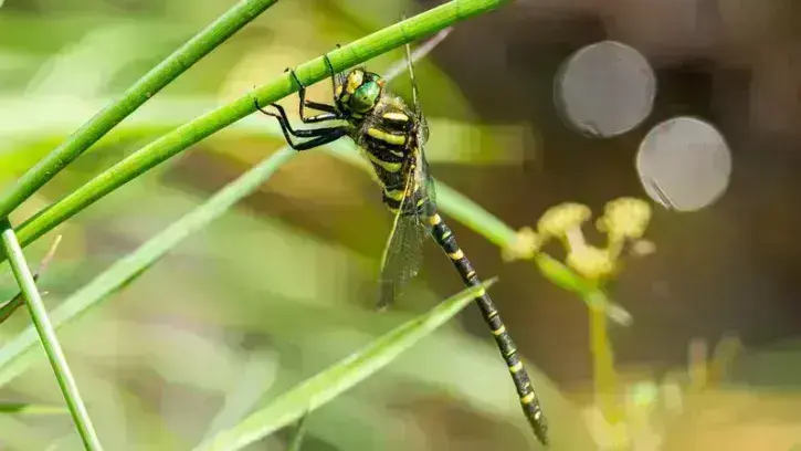 Un vaste inventaire pour protéger la biodiversité métropolitaine