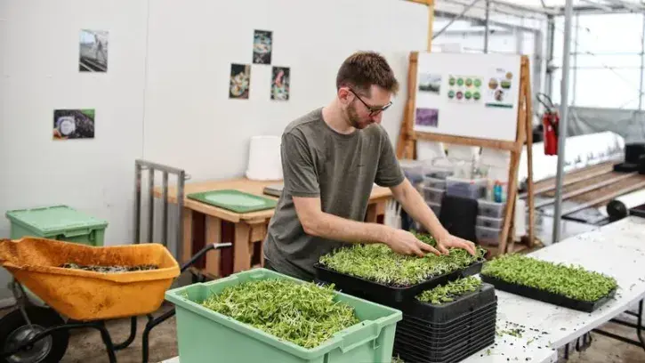 Certaines micro-pousses, comme celles de tournesol, sont récoltées à la main. Le stade de récolte est très important pour avoir le bon croquant. © Romain Boulanger