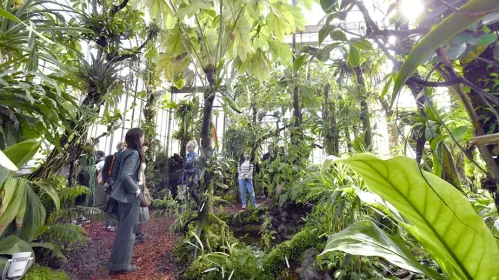Fermé au public pour travaux, le Palmarium de Nantes rouvre ses portes les 3 et 4 juin 2023 dans le cadre des Rendez-vous aux jardins. L'occasion de découvrir « Le chant du palmarium », une expérience sensorielle inédite. © Rodolphe Delaroque