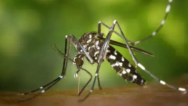 Le moustique tigre peut transmettre des maladies dont la dengue, le chikungunia , le virus zika © DR