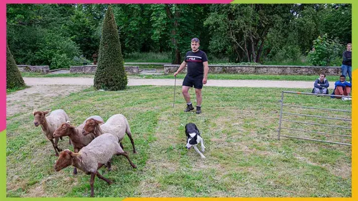 Être berger salarié, c'est possible ! C'est le cas de Baptiste aux Moutons de l'Ouest, pour l'entretien d'espaces en écopaturage. © Guillaume Kerhervé.