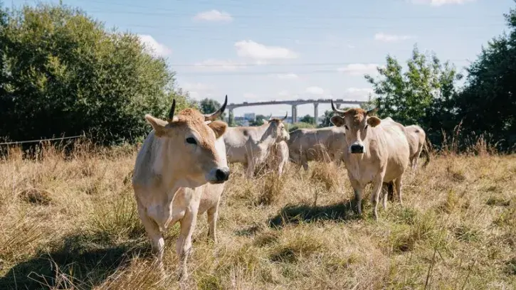 La Métropole se dote d'une stratégie foncière agricole pour renforcer les exploitations en place, reconquérir des friches et terrains délaissés, ou encore de protéger certains terrains agricoles afin qu'ils gardent leur vocation première.
